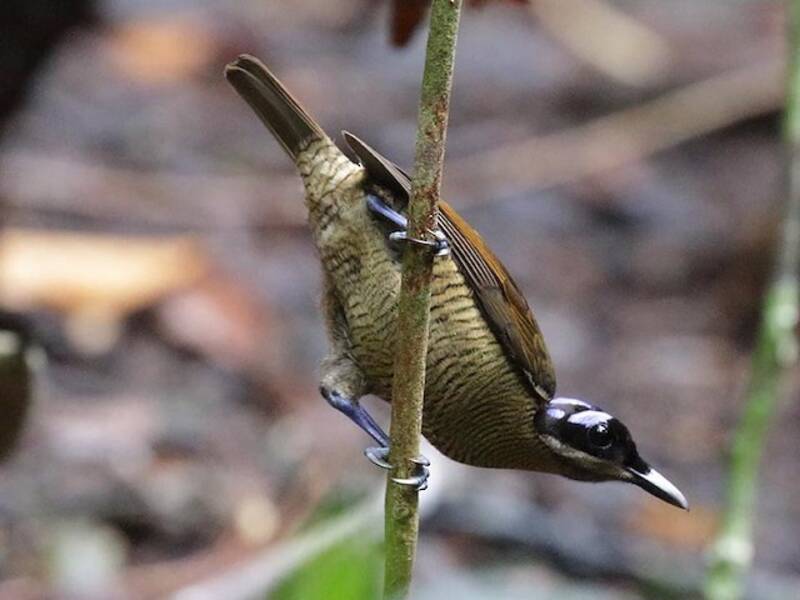 Wilsonparadiesvogel, Fotos 3