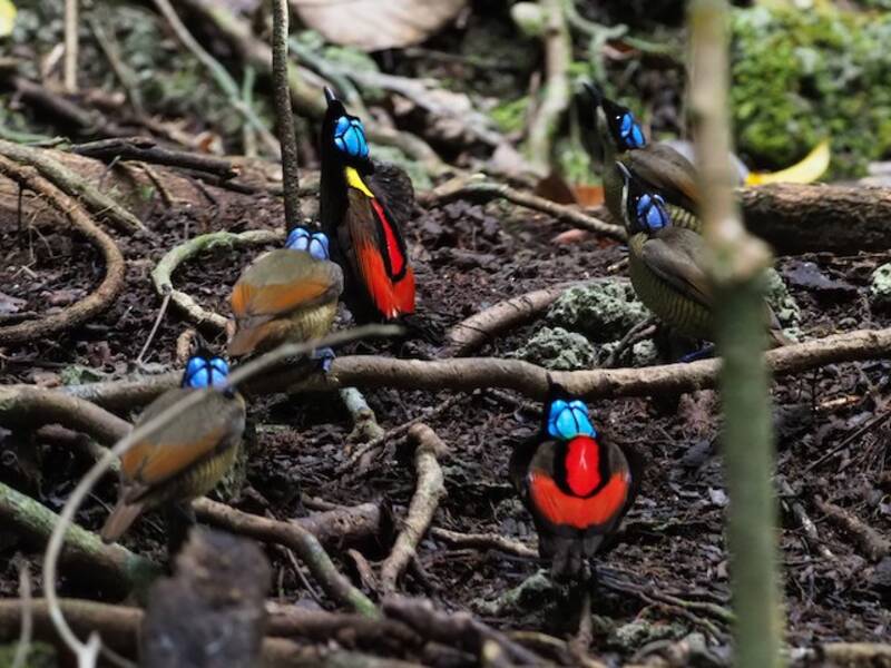 Wilsonparadiesvogel, Fotos 4