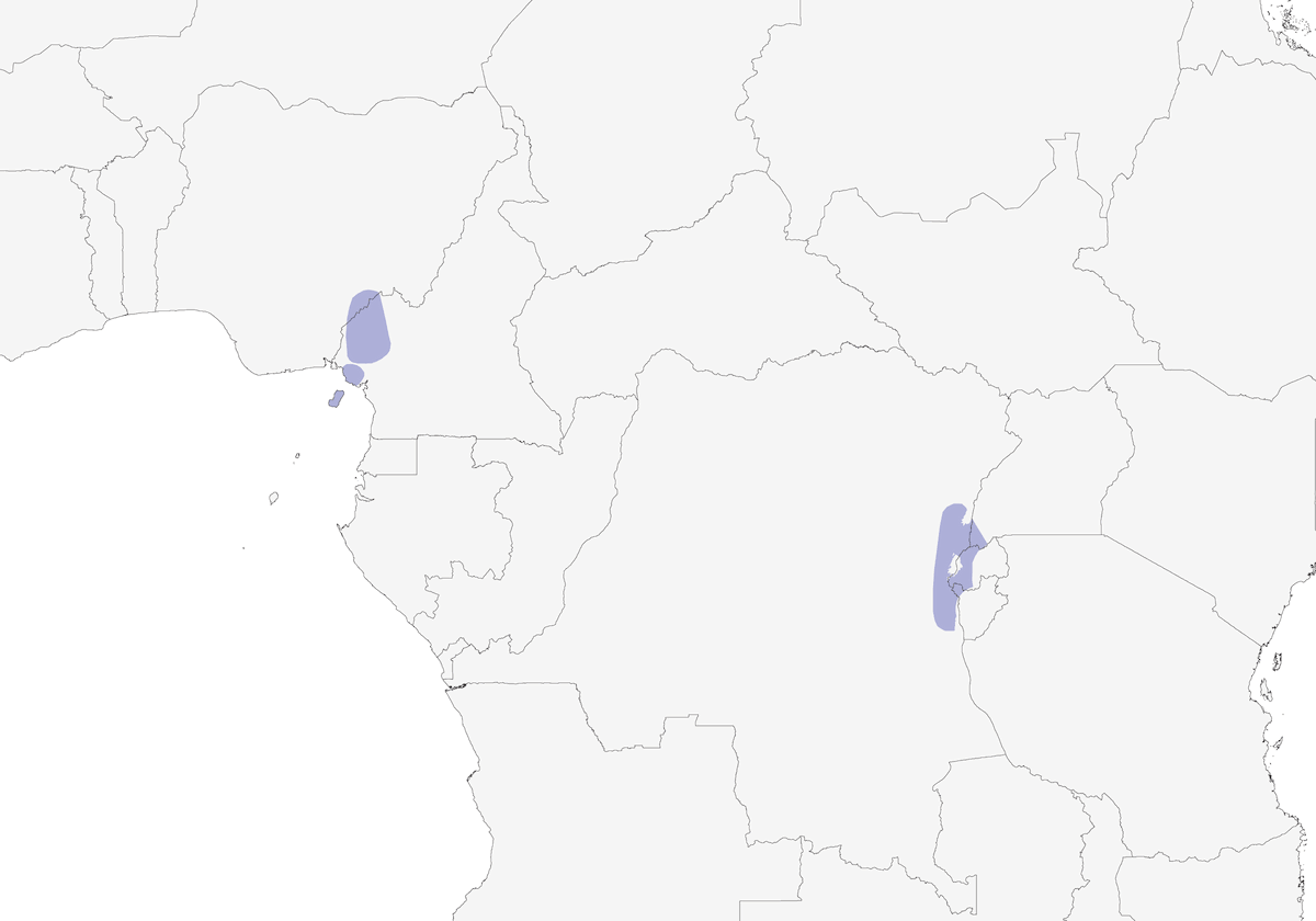 Cossifa ventrebianco, Distribuzione 1