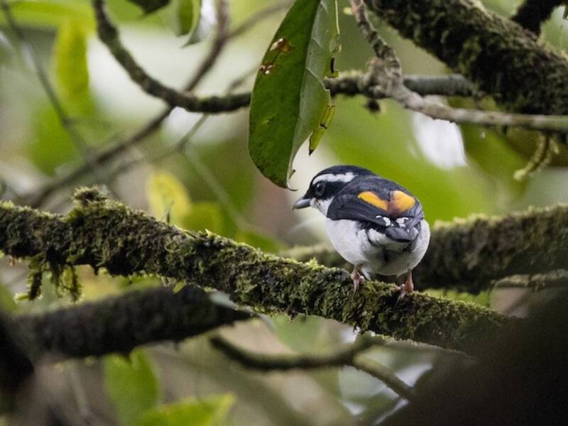 Pied Shrike-Babbler