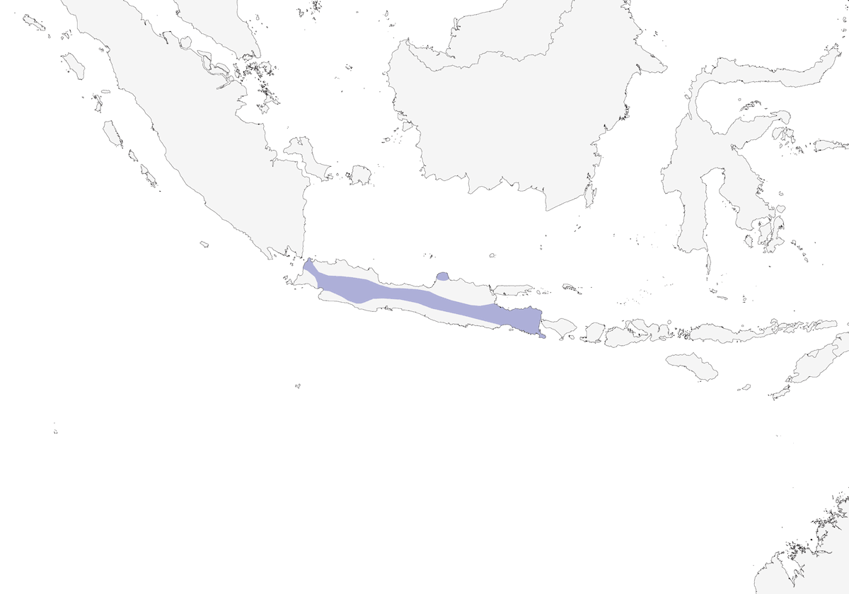 Pterutio Ventriblanco, Distribución 1