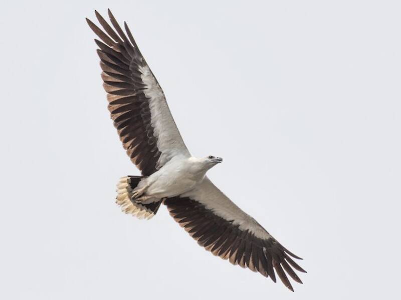 Weißbauch-Seeadler, Fotos 3
