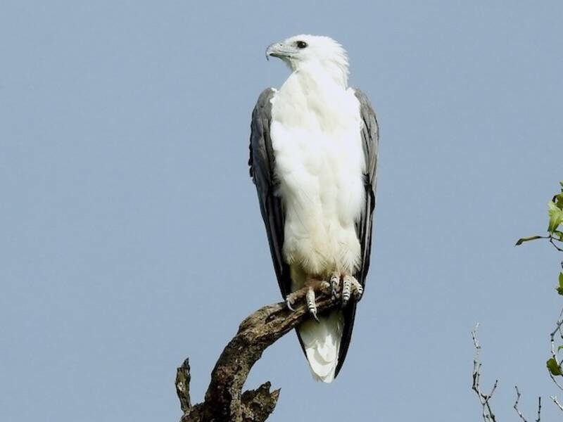 Weißbauch-Seeadler, Fotos 4
