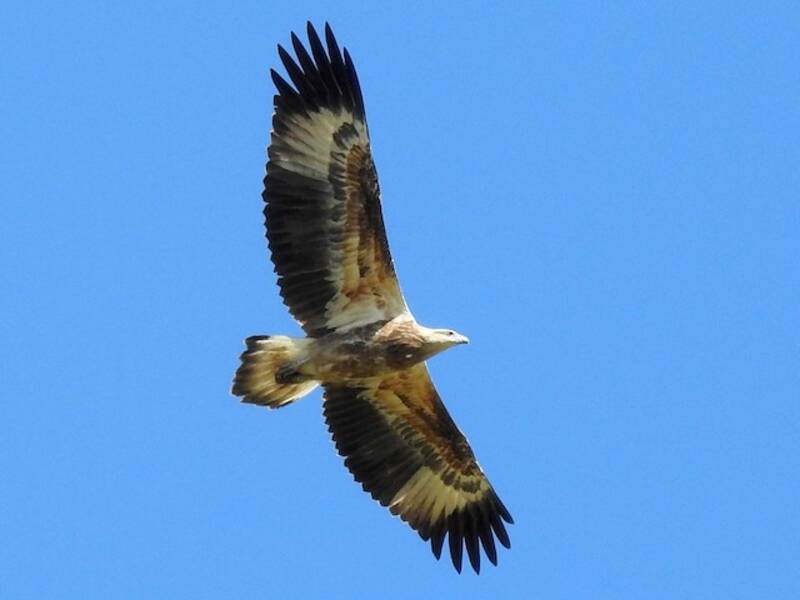 Weißbauch-Seeadler, Fotos 2