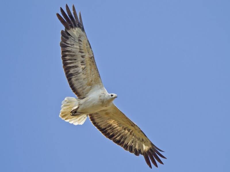 White-bellied Sea-Eagle (Icthyophaga leucogaster)