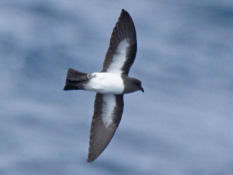 Petrello delle tempeste ventrebianco, Foto 3