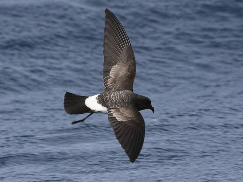 Petrello delle tempeste ventrebianco, Foto 2