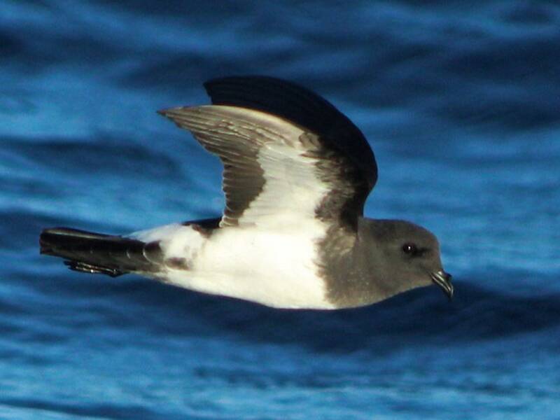 White-bellied Storm-Petrel (Fregetta grallaria)