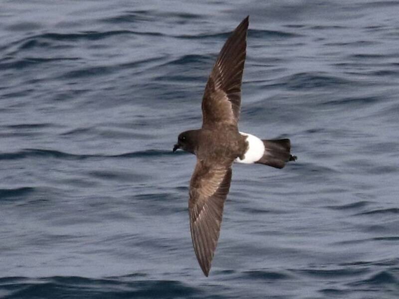Petrello delle tempeste ventrebianco, Foto 4