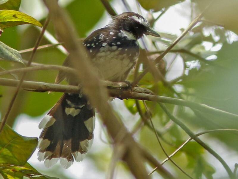 White-bellied Thicket-Fantail, 照片 3