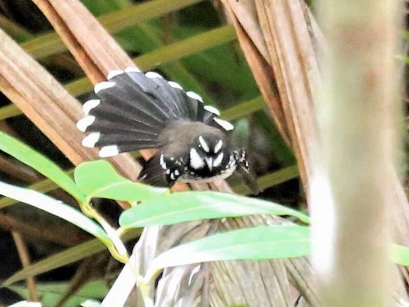 White-bellied Thicket-Fantail