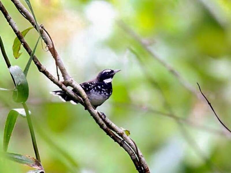 White-bellied Thicket-Fantail, 照片 2