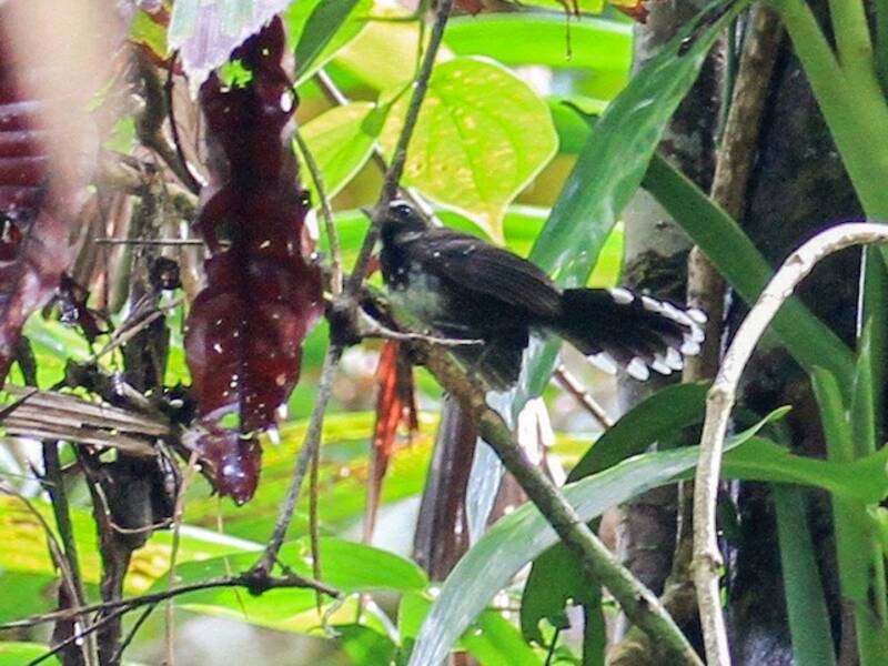 White-bellied Thicket-Fantail, 照片 4