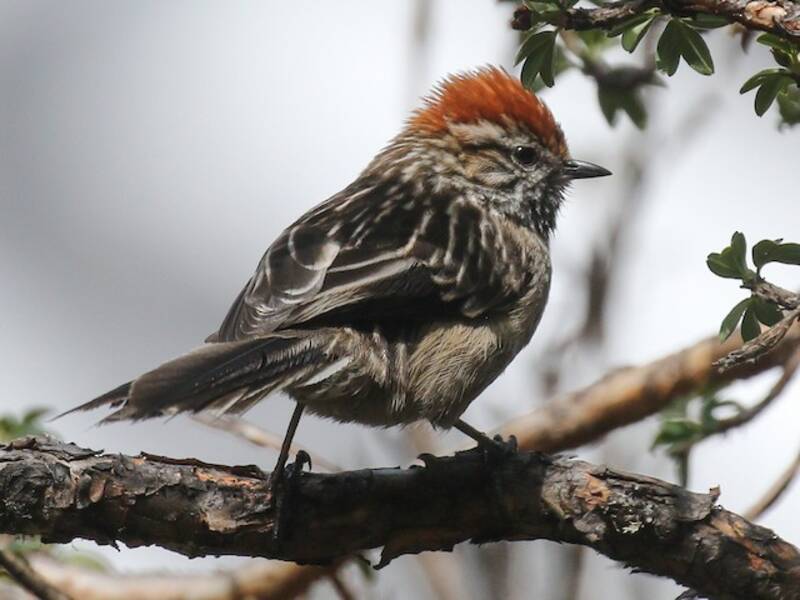 White-browed Tit-Spinetail