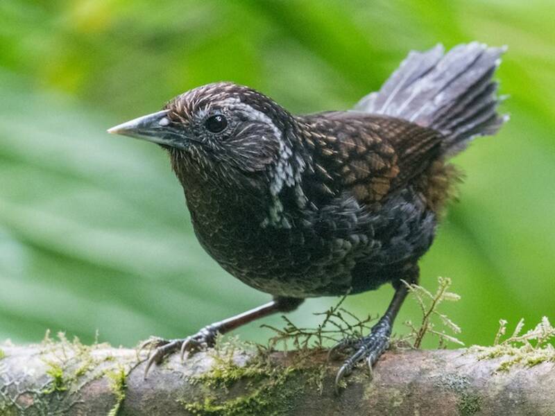 Timalie à bec de dague du Sikkim