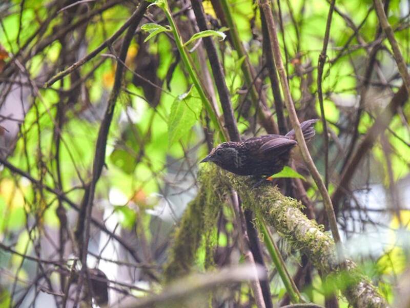 Timalie à bec de dague du Sikkim, Photos 3