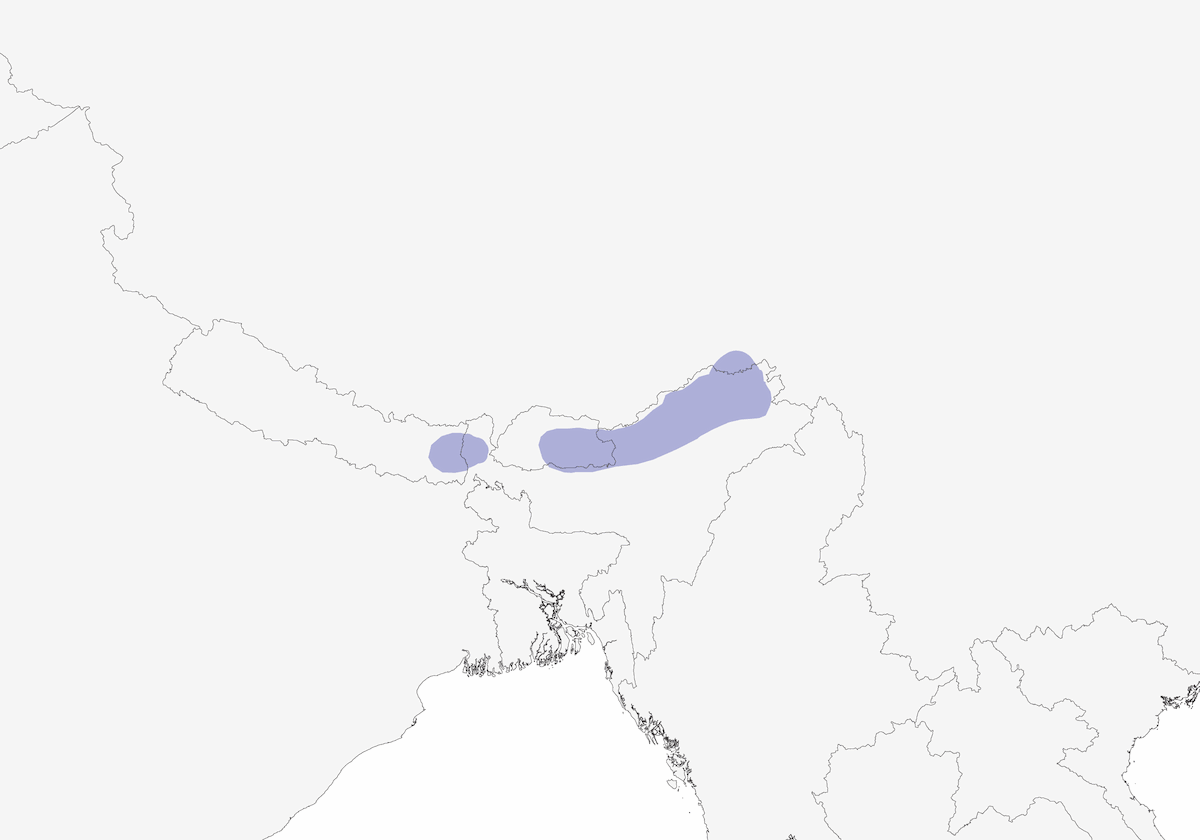 Timalie à bec de dague du Sikkim, Distribution 1