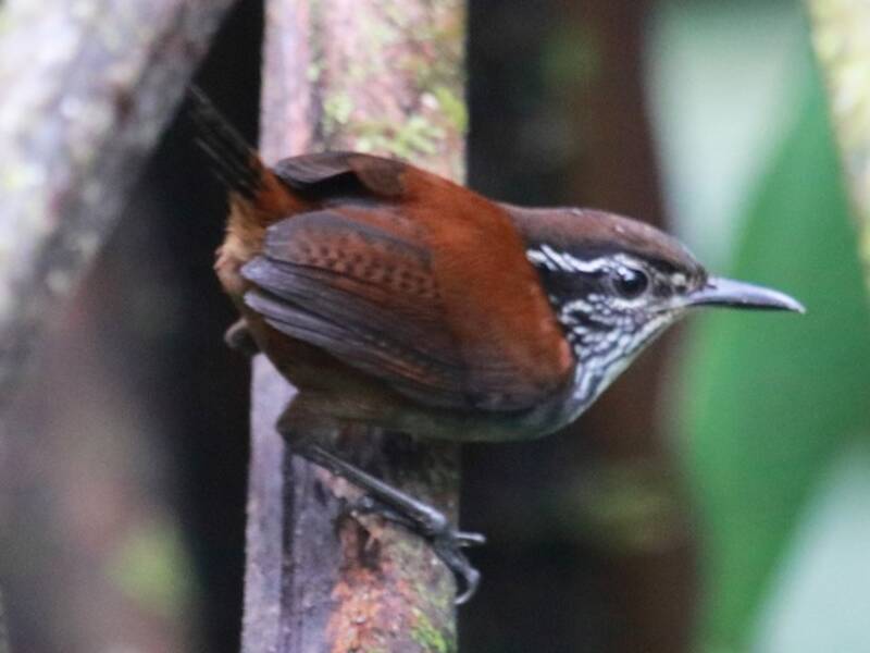 White-breasted Wood-Wren, Photos 3
