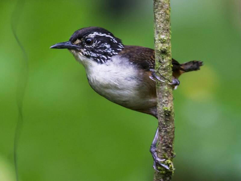 White-breasted Wood-Wren, Photos 4