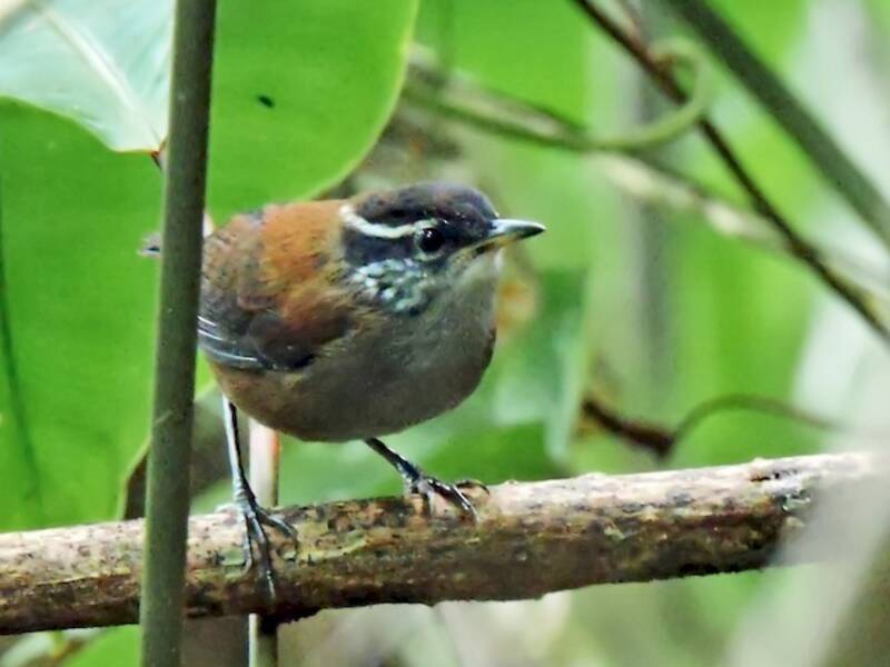 White-breasted Wood-Wren, Photos 2