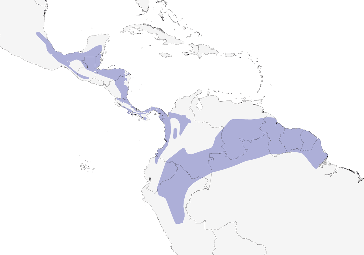 White-breasted Wood-Wren, Distribution 1