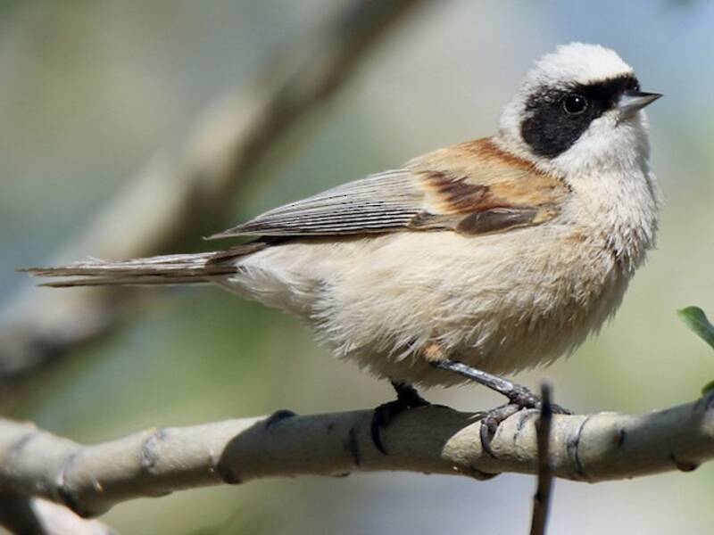 White-crowned Penduline-Tit, Photos 3