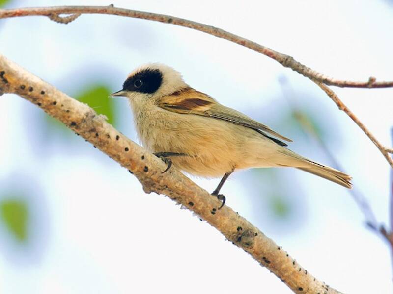 White-crowned Penduline-Tit, Photos 4