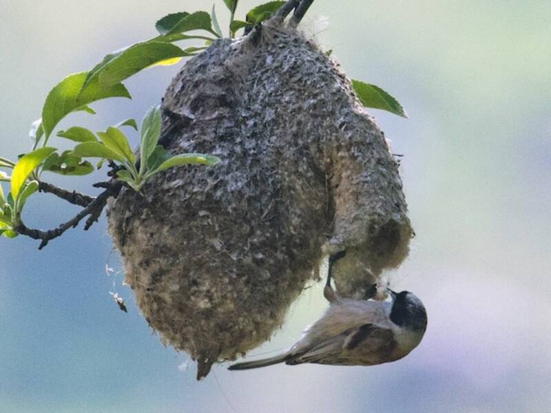 White-crowned Penduline-Tit, Photos 2