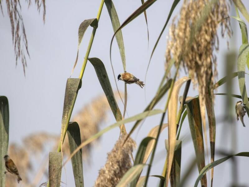 White-crowned Penduline-Tit, Photos 1