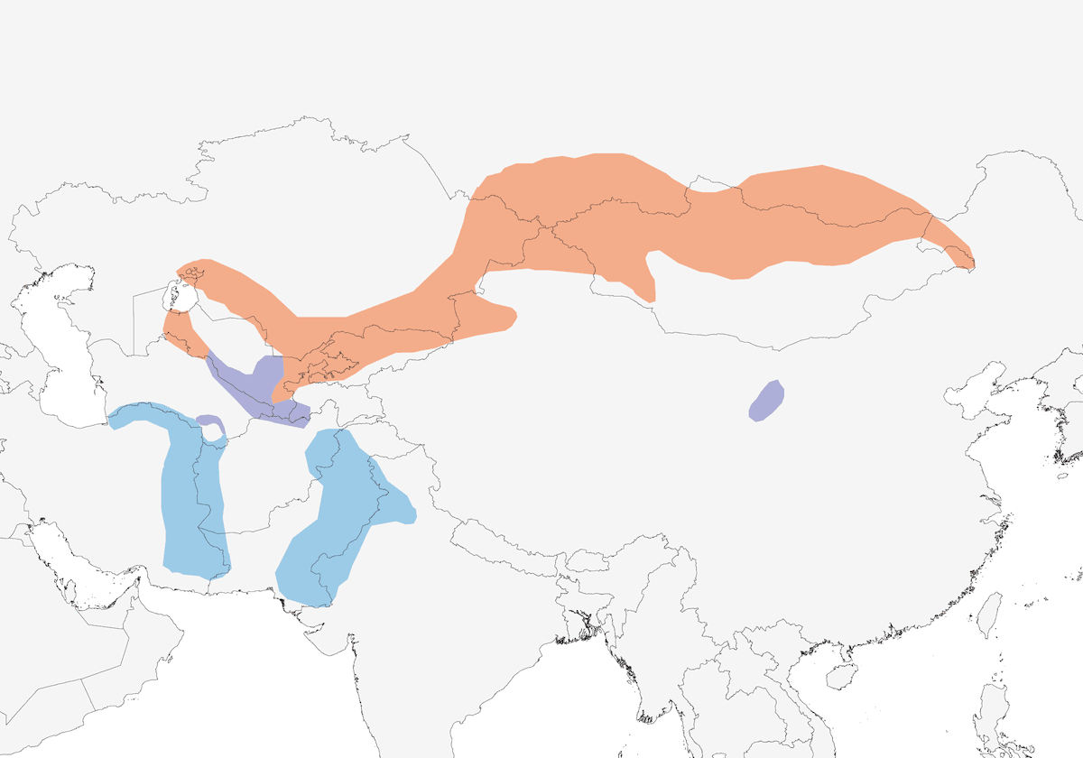 White-crowned Penduline-Tit, Distribution 1