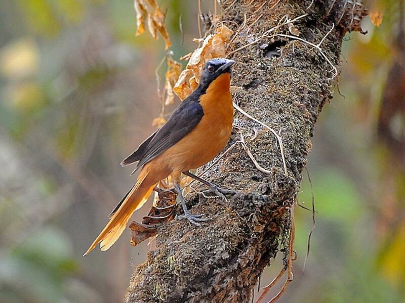 White-crowned Robin-Chat