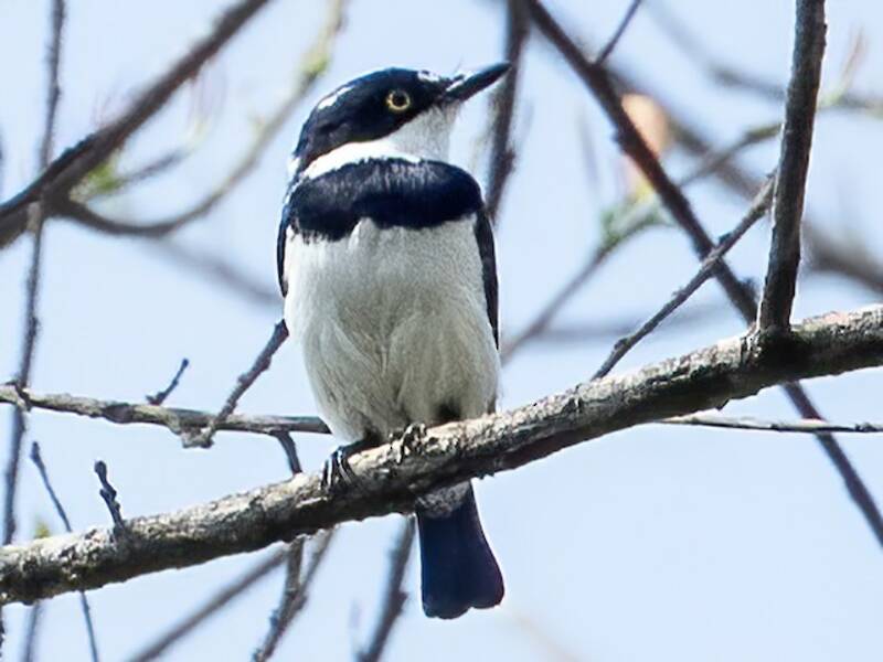 West African Batis, Photos 2