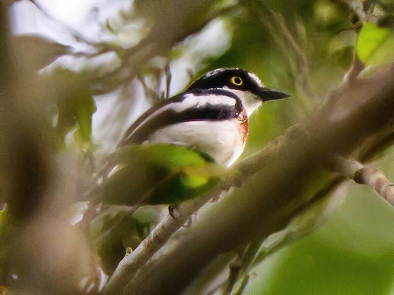 West African Batis, Photos 4