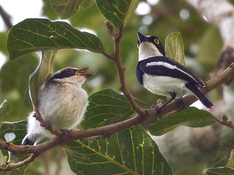West African Batis, Photos 3