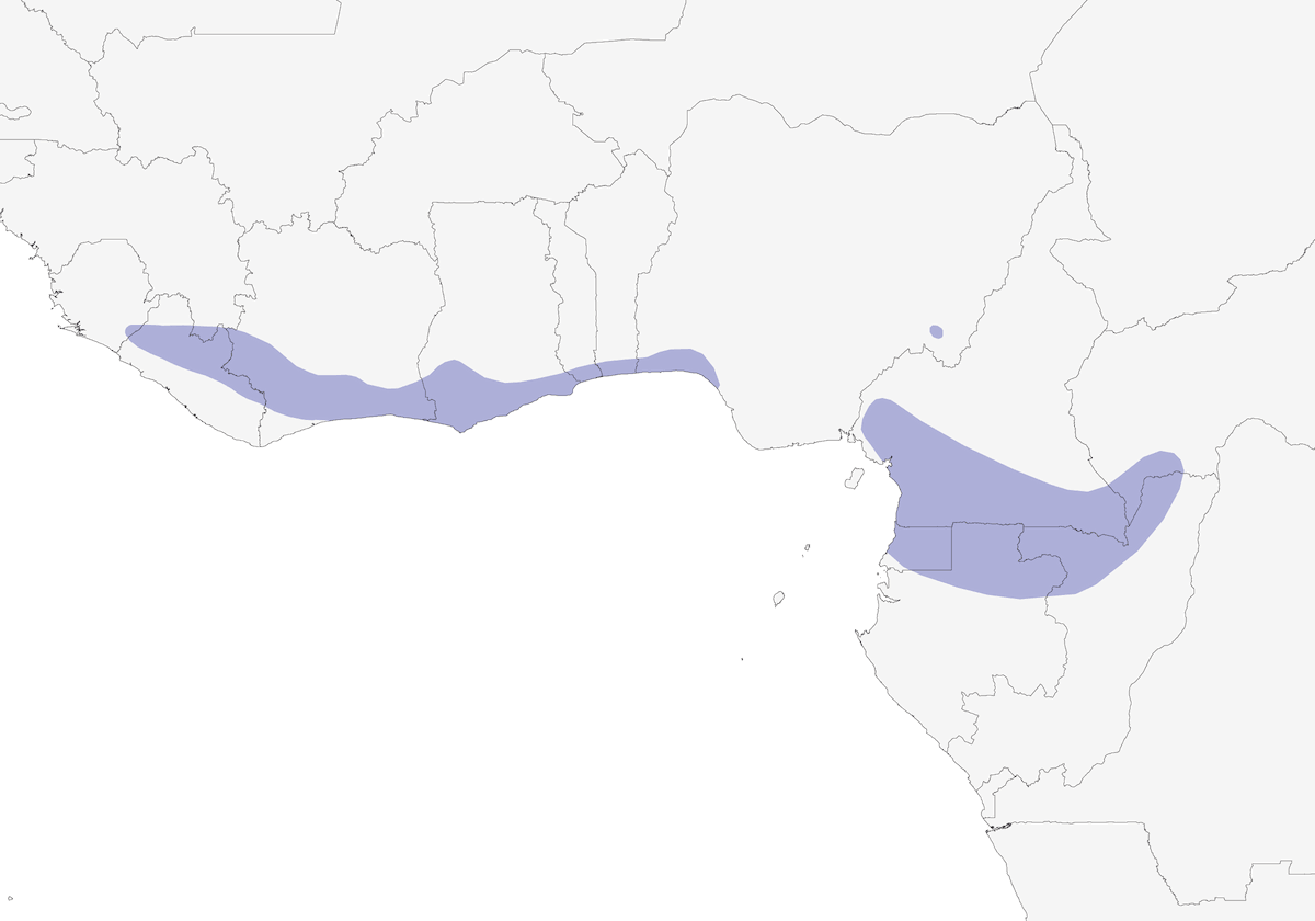 West African Batis, Distribution 1