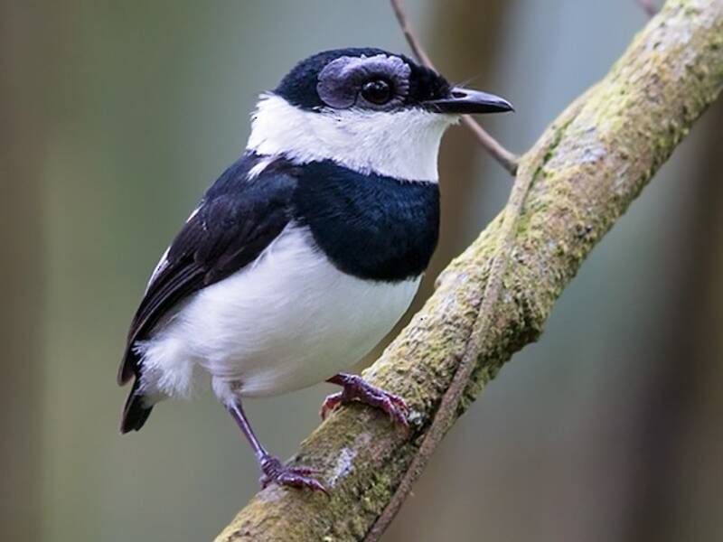 West African Wattle-eye