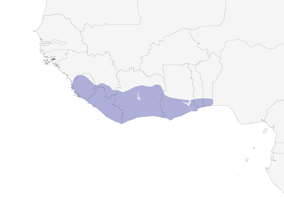 West African Wattle-eye, Distribution 1