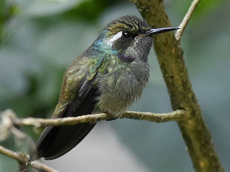 Geoffroy's Daggerbill, Photos 3