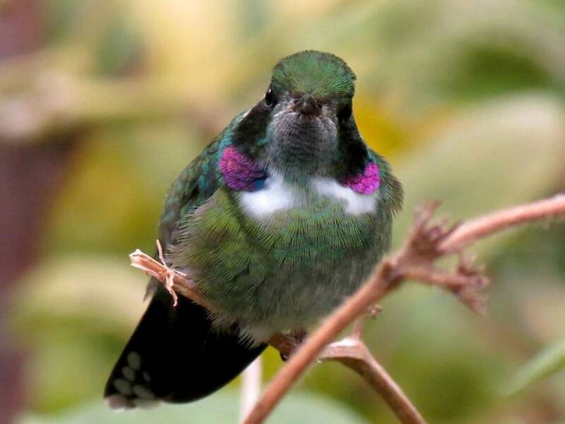 Geoffroy's Daggerbill, Photos 4