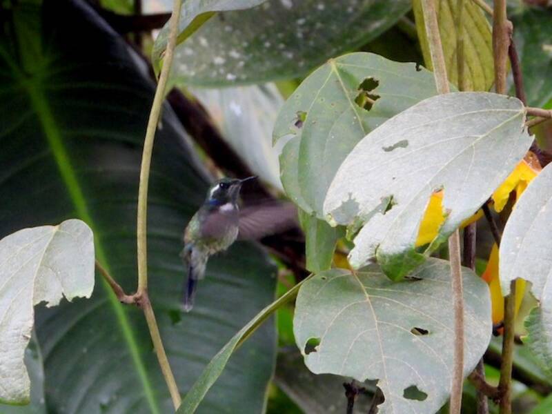 Geoffroy's Daggerbill, Photos 2
