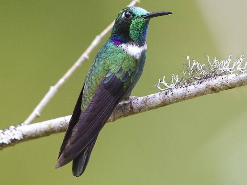 White-throated Daggerbill, 照片 3