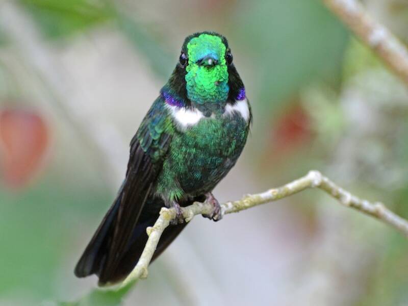 White-throated Daggerbill