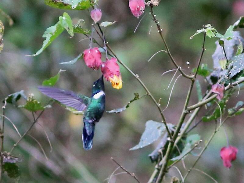 White-throated Daggerbill, 照片 4
