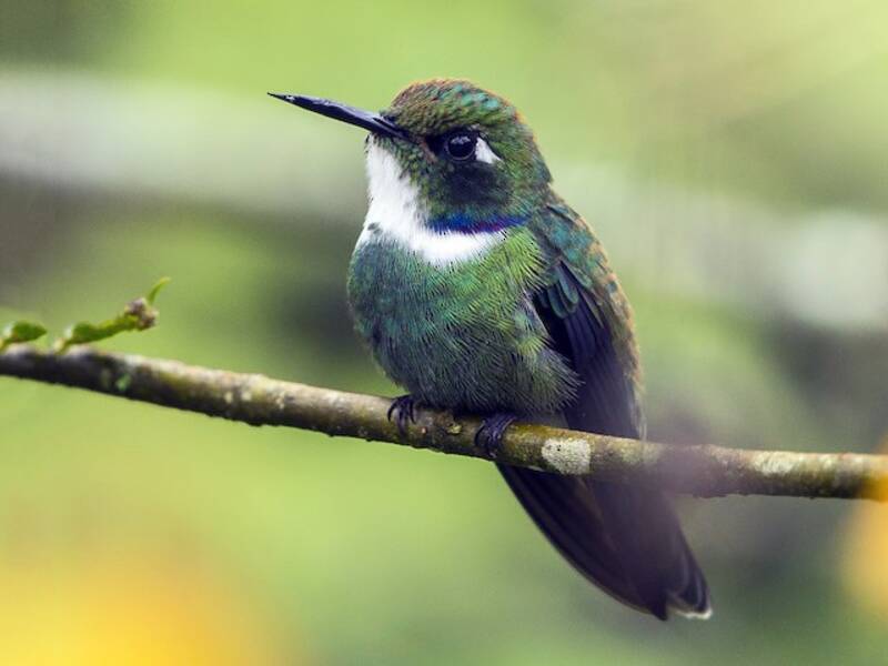 White-throated Daggerbill, 照片 2