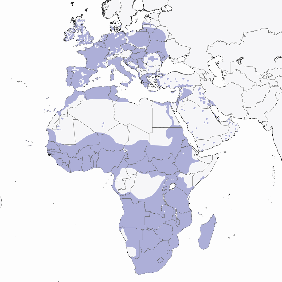 Barbagianni occidentale, Distribuzione 1