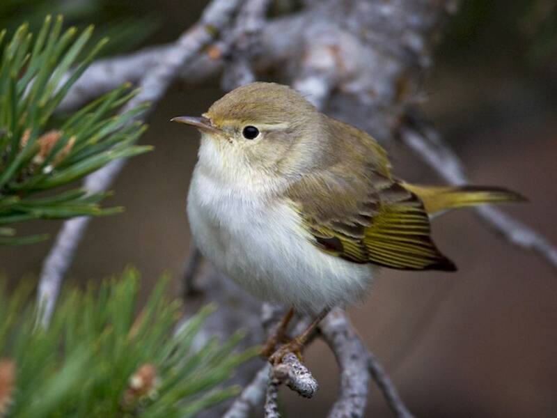 Westlicher Berglaubsänger, Fotos 3
