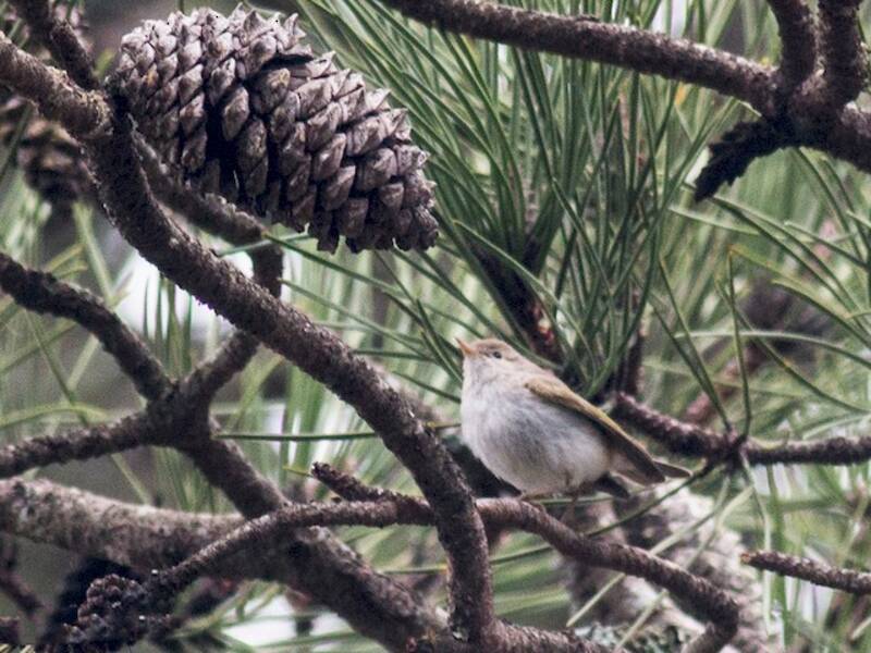 Westlicher Berglaubsänger, Fotos 4