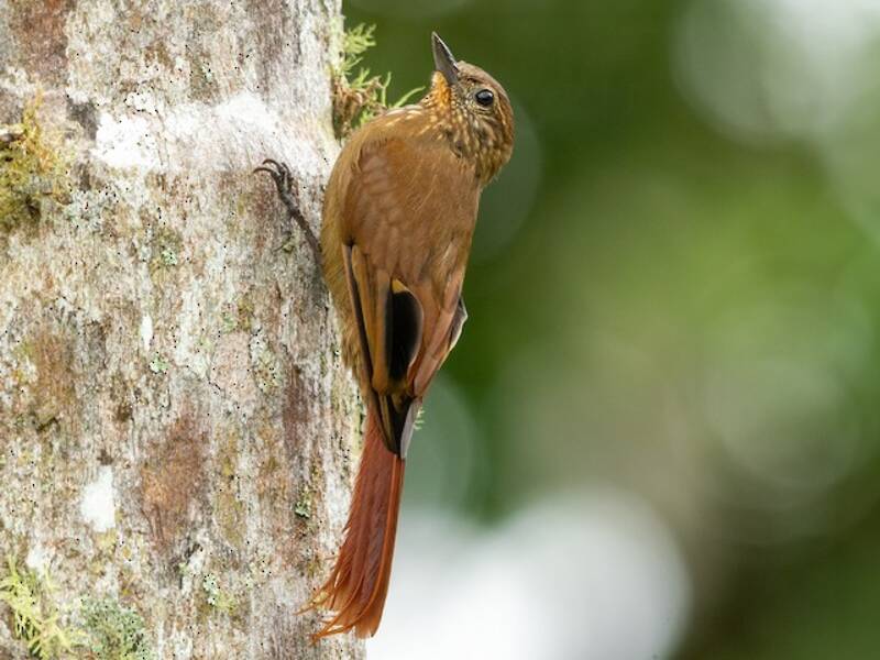 Wedge-billed Woodcreeper, Photos 4