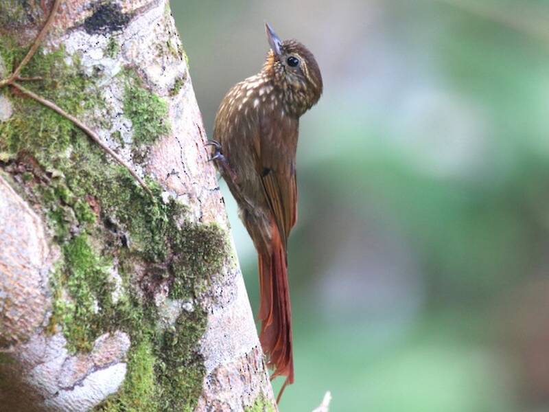 Wedge-billed Woodcreeper