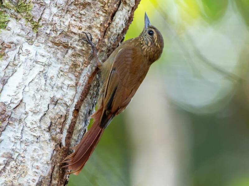 Wedge-billed Woodcreeper, Photos 2